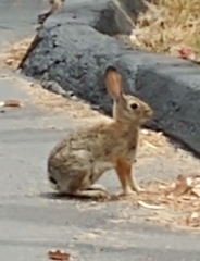 Sylvilagus audubonii
