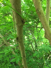 Eleutherococcus sieboldianus