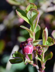 Vaccinium alaskaense