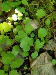 Hydrocotyle americana