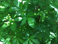 Eleutherococcus sieboldianus