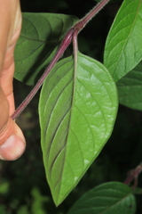 Pfaffia iresinoides