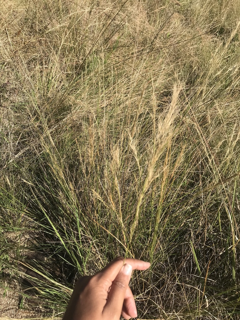 Aristida junciformis; photograph Presha Soogrim, CC BY, iNaturalist via GBIF