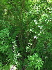 Eleutherococcus sieboldianus