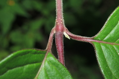 Pfaffia iresinoides