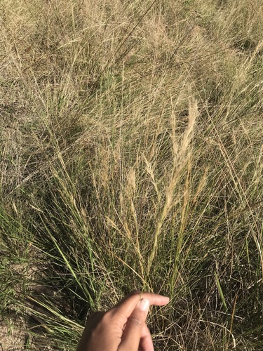 Aristida junciformis, photograph 1