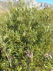 Cryptocarya angustifolia