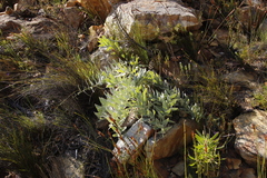 Leucospermum cordatum