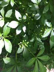 Eleutherococcus sieboldianus