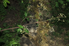 Pfaffia iresinoides