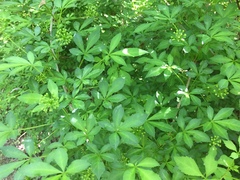 Eleutherococcus sieboldianus