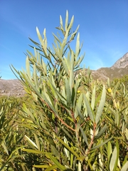 Cryptocarya angustifolia