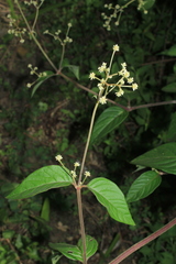 Pfaffia iresinoides