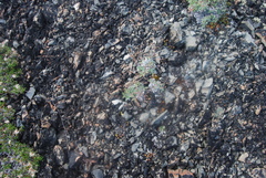 Potentilla crebridens hemicryophila