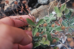 Potentilla crebridens hemicryophila