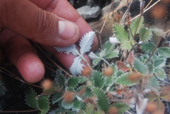 Potentilla crebridens hemicryophila