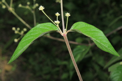 Pfaffia iresinoides