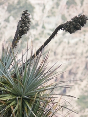 Puya herzogii
