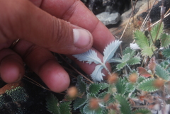 Potentilla crebridens hemicryophila