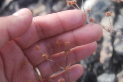 Potentilla crebridens hemicryophila