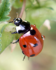 Coccinella septempunctata