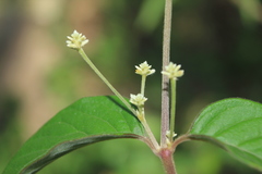 Pfaffia iresinoides