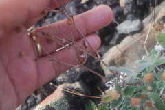 Potentilla crebridens hemicryophila