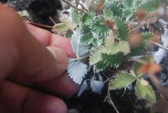 Potentilla crebridens hemicryophila