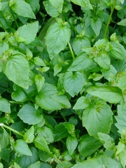 Campanula poscharskyana