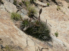 Puya herzogii