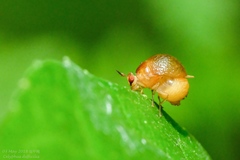 Celyphus difficilis