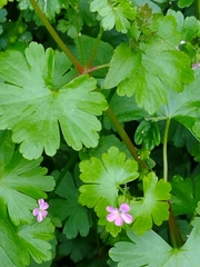 Geranium lucidum