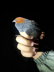 Sarothrura affinis affinis