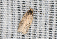 Hoplostega ochroma