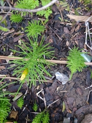 Equisetum arvense