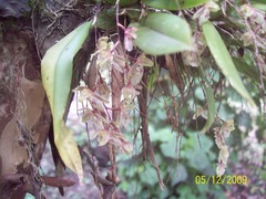 Leochilus oncidioides