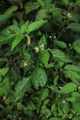 Solanum macrotonum