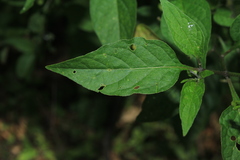 Solanum macrotonum