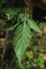 Solanum macrotonum