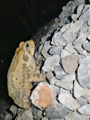 Incilius occidentalis