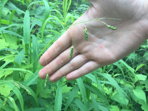 Handsome sedge (Carex formosa)