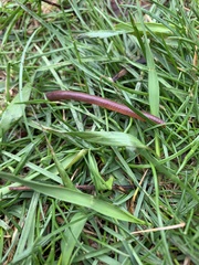 Lumbricus terrestris