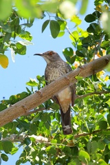 Toxostoma curvirostre