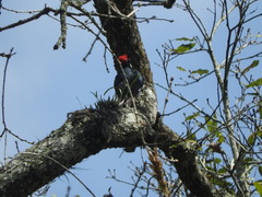 Melanerpes formicivorus