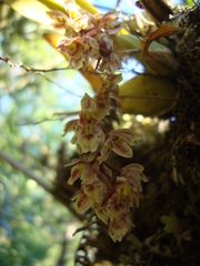 Leochilus oncidioides