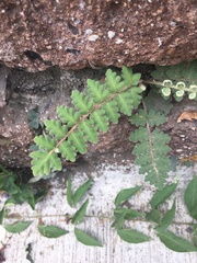 Polypodiopsida