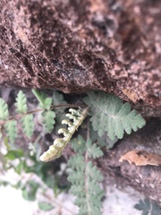 Polypodiopsida