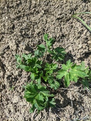 Ranunculus constantinopolitanus