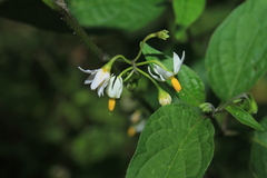 Solanum macrotonum