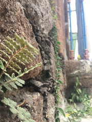 Polypodiopsida